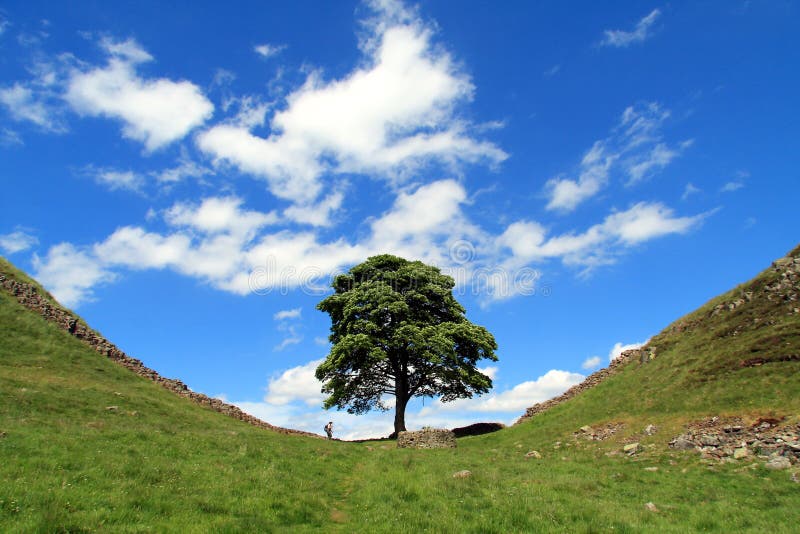 The Sycamore tree nestled at the bottom of a dip along the Roman Wall built by Emperor Hadrian at Steel Rigg in Northumberland. The Sycamore tree nestled at the bottom of a dip along the Roman Wall built by Emperor Hadrian at Steel Rigg in Northumberland