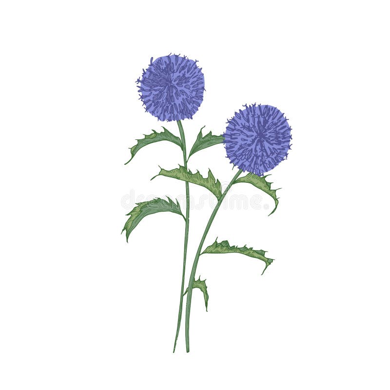 Sydliga globethistleblommor eller inflorescences, stammar och sidor som isoleras på vit bakgrund Detaljerad teckning av löst vektor illustrationer