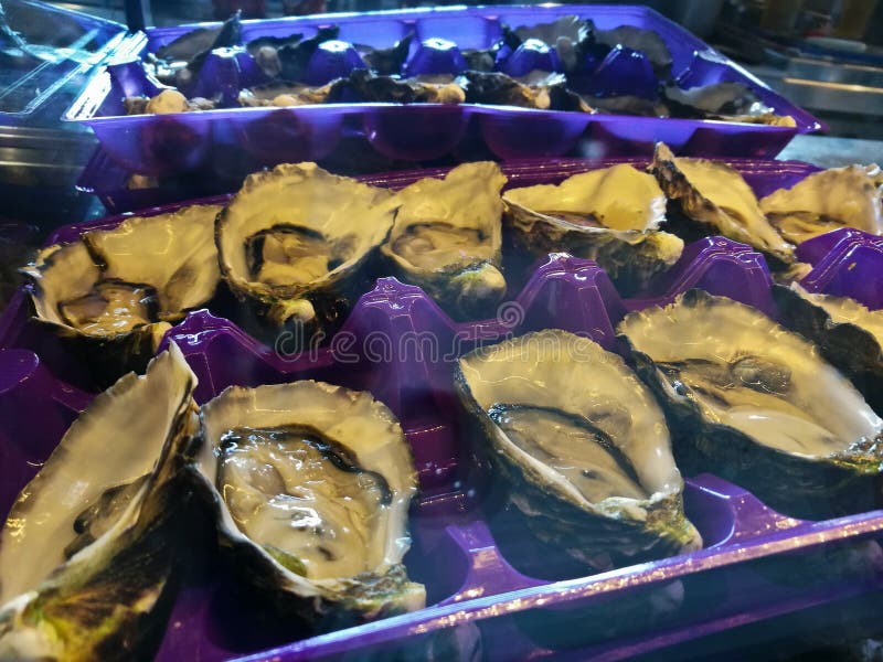 Sydney Rock Oysters Ready To Eat on a Plate Stock Image Image of