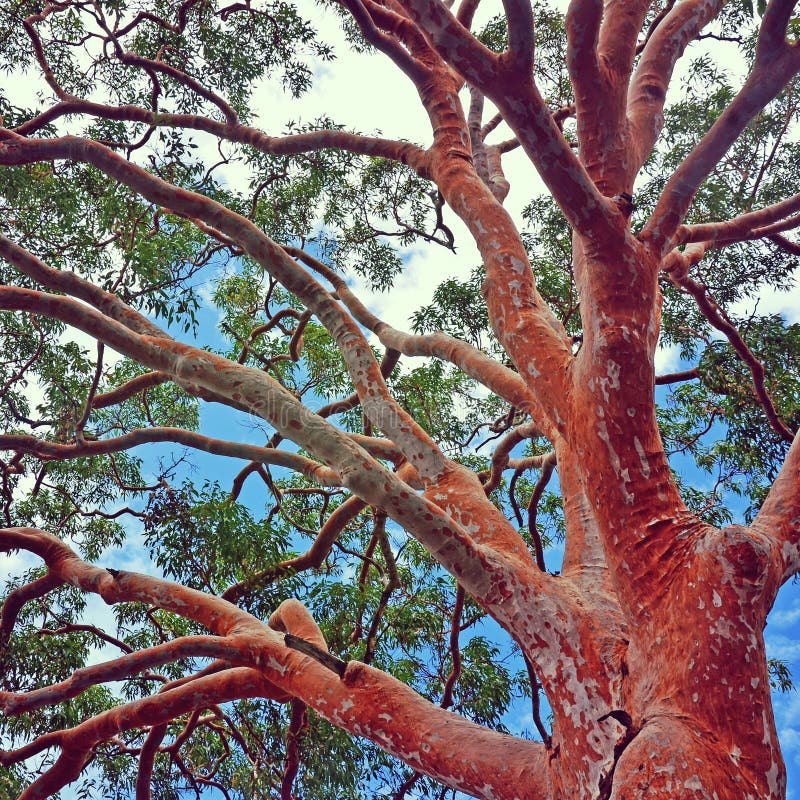 Sydney Red Gum-Baum Angophora-costata lizenzfreies stockfoto Sydney Red Gum-Baum Angophora-costata lizenzfreies stockfoto