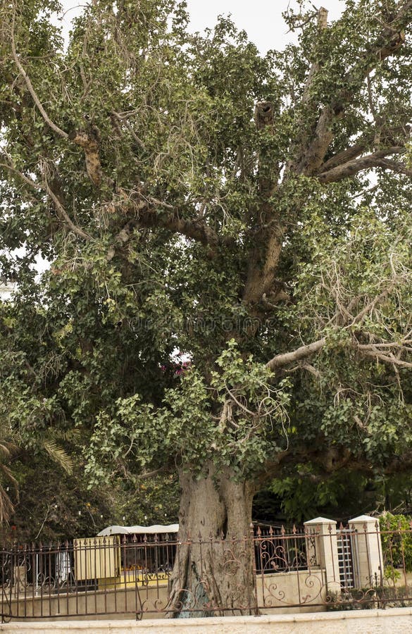 Sykomora in Jericho, a Tree Mentioned in the Bible Stock Photo Image