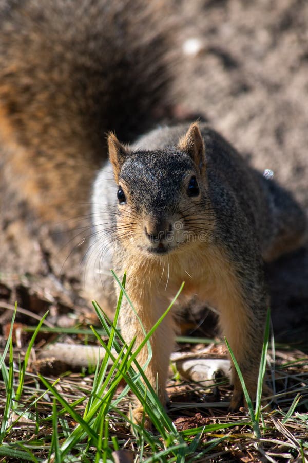 An Eastern Fox Squirrel Sciurus niger sniffs the air while scavenging for winter food. Sylmar, California / USA - January 7, 2020: An Eastern Fox Squirrel royalty free stock photo An Eastern Fox Squirrel Sciurus niger sniffs the air while scavenging for winter food. Sylmar, California / USA - January 7, 2020: An Eastern Fox Squirrel royalty free stock photo