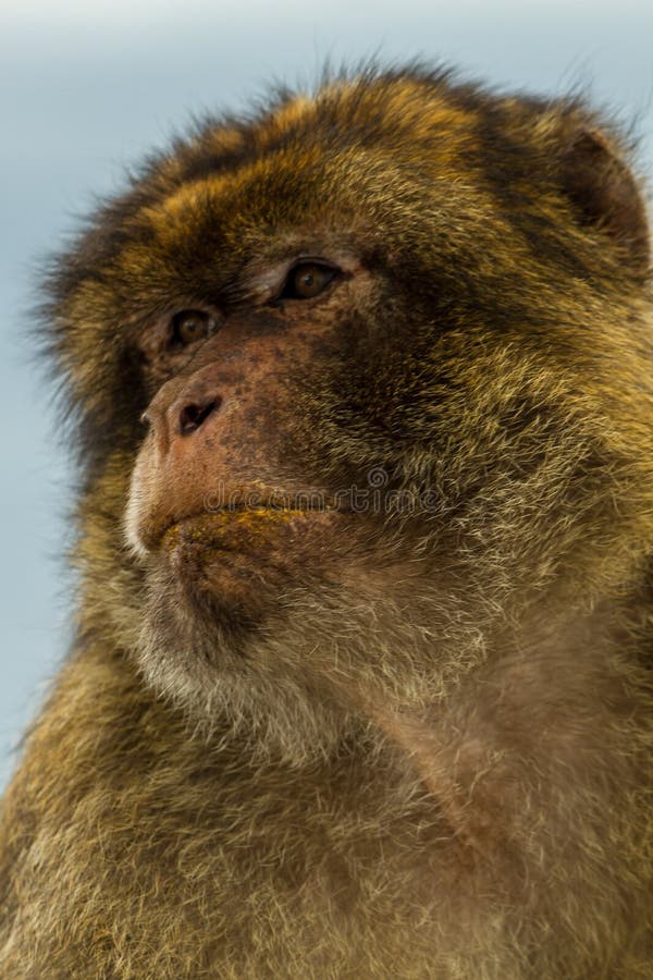 Sylvanus del Macaca del macaco di Barbary fotografia stock Sylvanus del Macaca del macaco di Barbary fotografia stock