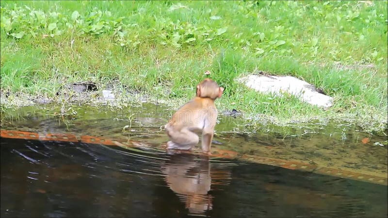 Sylvanus van Macaca van de babyaap bij een vijver