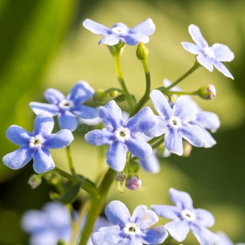 Sylvatica azul delicado do Myosotis do miosótis das flores no fundo natural verde imagens de stock Sylvatica azul delicado do Myosotis do miosótis das flores no fundo natural verde imagens de stock