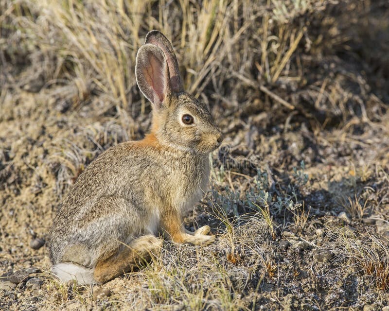 Sylvilagus floridanus de lapin de lapin photographie stock libre de droits Sylvilagus floridanus de lapin de lapin photographie stock libre de droits