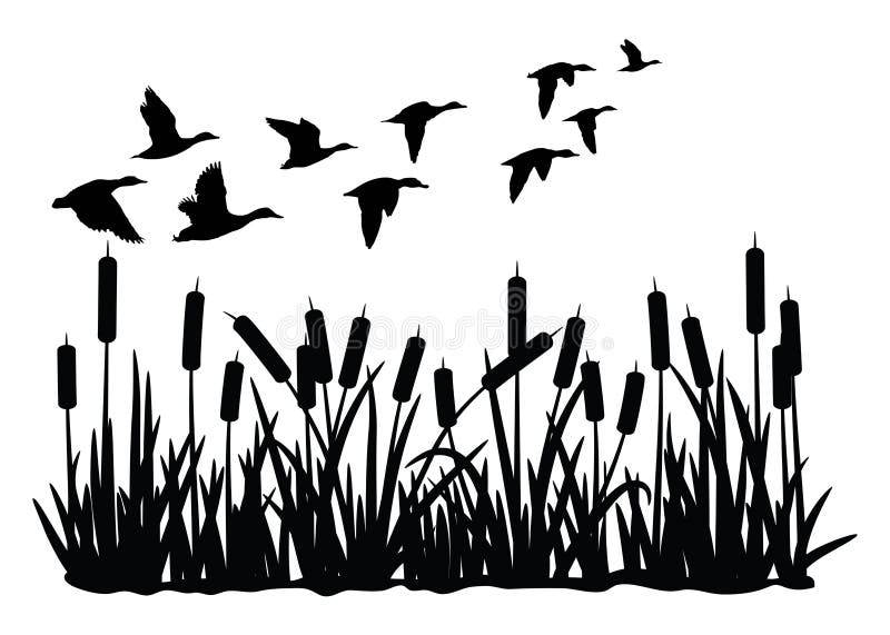 Sylwektorowa sylwetka stada kaczek lecąca nad pastwiskami wyizolowanymi na białym tle. grupa dzikich kaczek i typhaceae marsh ilustracji