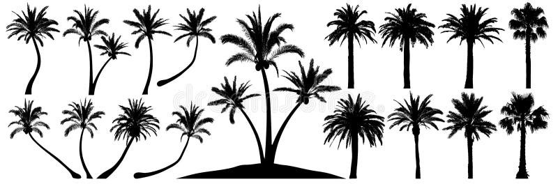 Sylwetka drzew palmowych Daktyla kokosowa Wektorowe drzewa tropikalne