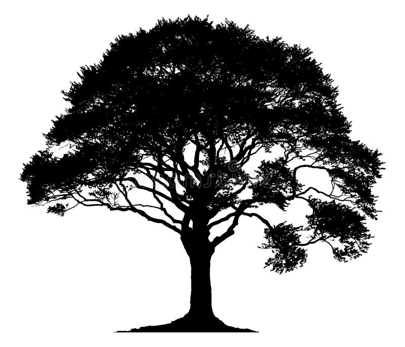 Sylwetka samotny drzewo