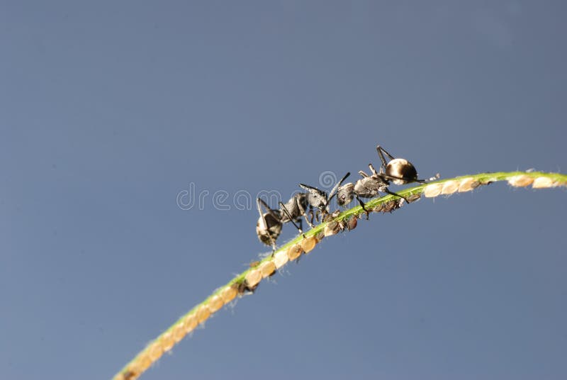Pou Et Fourmi D'usine De Ferme De Symbiose Image stock Image du