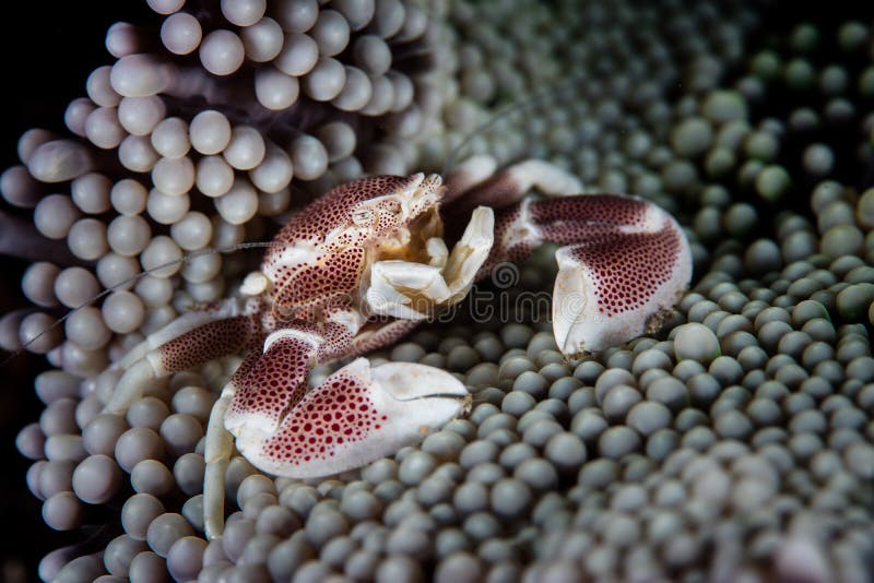 Symbiotische Porseleinkrab en Anemoon stock foto's Symbiotische Porseleinkrab en Anemoon stock foto's