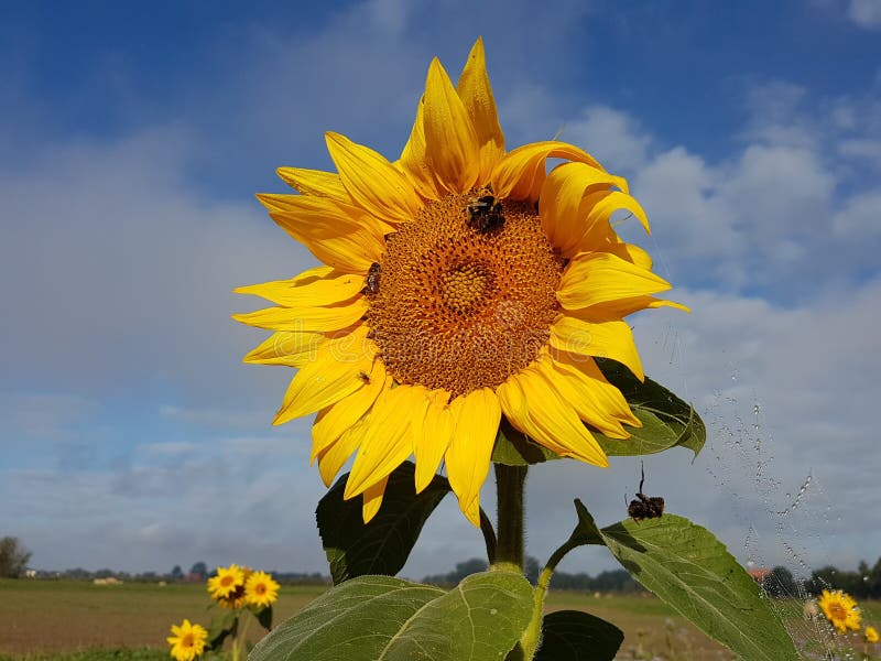 Symbiotische verhouding: Zonnebloem met bijen tegen hemel royalty-vrije stock afbeelding Symbiotische verhouding: Zonnebloem met bijen tegen hemel royalty-vrije stock afbeelding