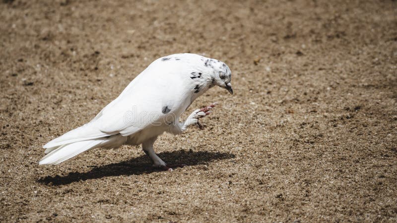 Single pigeon glares menacingly with eyes half closed Stock Photo - Alamy