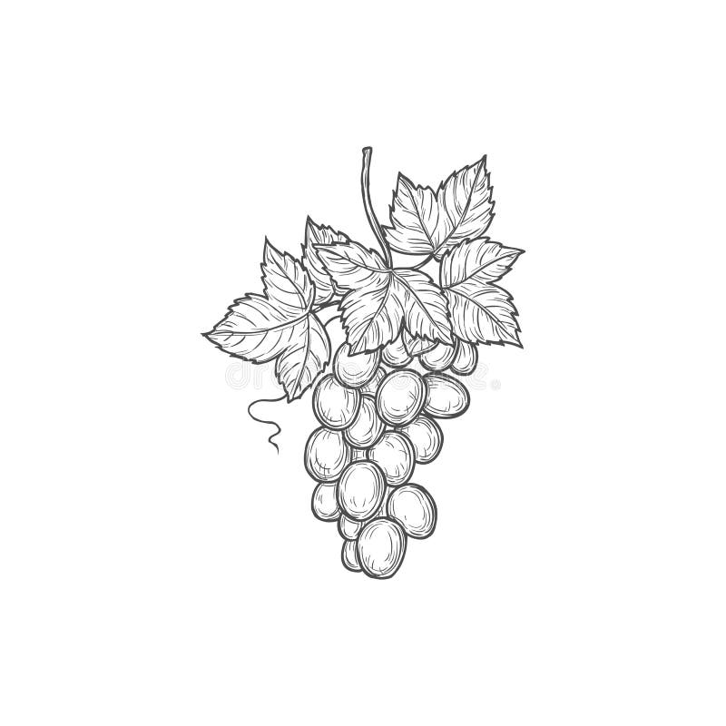 Symbol ikony pojedynczego wektora szkicu gronowego royalty ilustracja