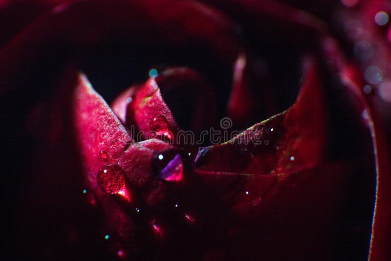 Symbol of love and romantic feelings red rose petals macro picture with water drops