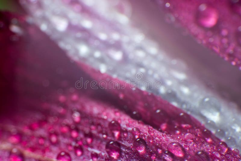 Symbol of love and romantic feelings red rose petals macro picture with water drops