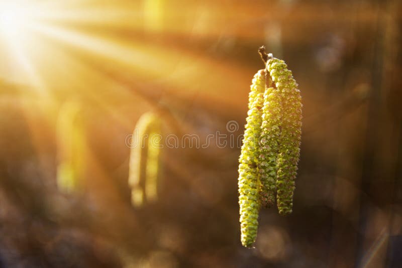 A symbol of onset of spring - birch catkins on branches close-up stock image