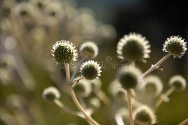 A symbol of victory stock photo. Image of flower, excitement 185694000