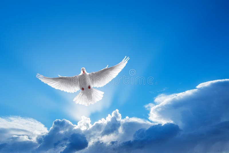 Symbole de colombe de blanc de la foi