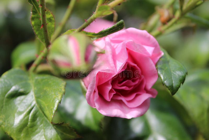 Symbolic Of Blossoms A Bushy Tree With Pink Flowers Rosebud Macro