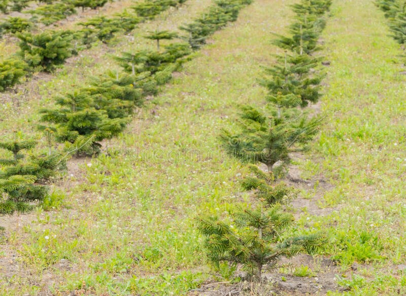Rows of small Christmas Trees on Nursery royalty free stock images