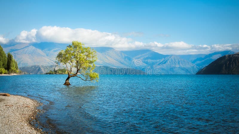A Symbolic Willow Tree at Lake Wanaka. stock photos A Symbolic Willow Tree at Lake Wanaka. stock photos