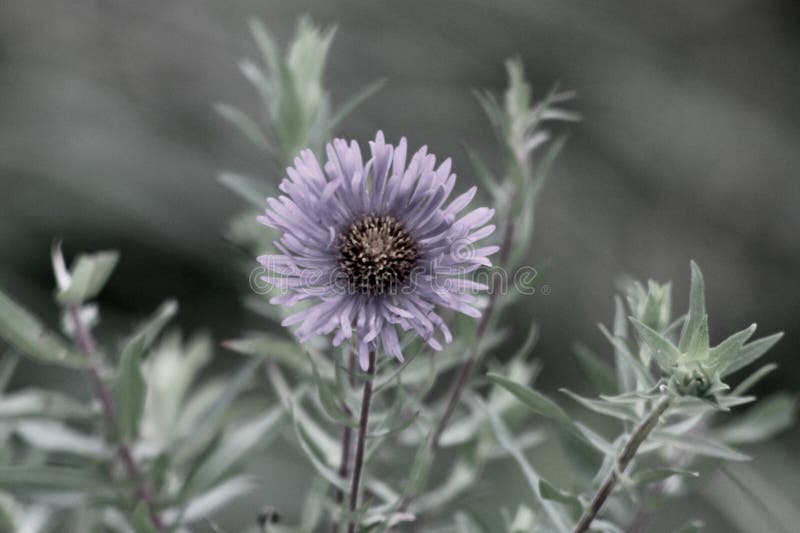 Symhytrichum dzikie wieloletnie z rodziny aster jenningsville pensylvania zdjęcia stock