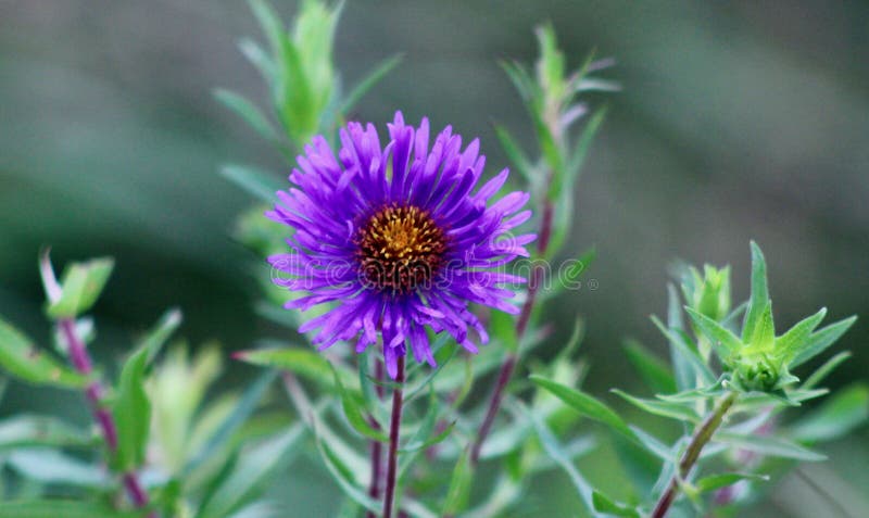 Symhytrichum dzikie wieloletnie z rodziny aster jenningsville pensylvania obraz stock