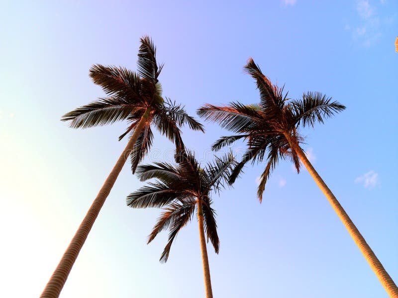 Omnipresent palm stock photos free royalty free stock photos from