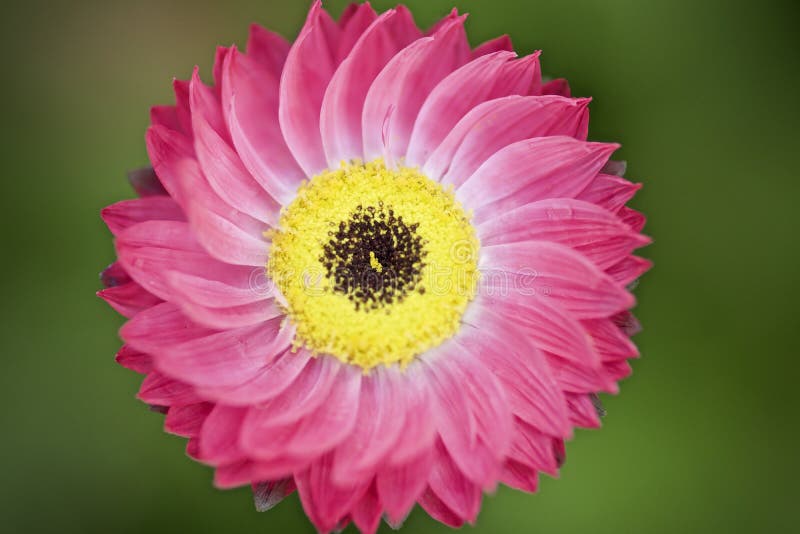Symmetrical Flower Macro Yellow Stock Photo Image of beauty, nature