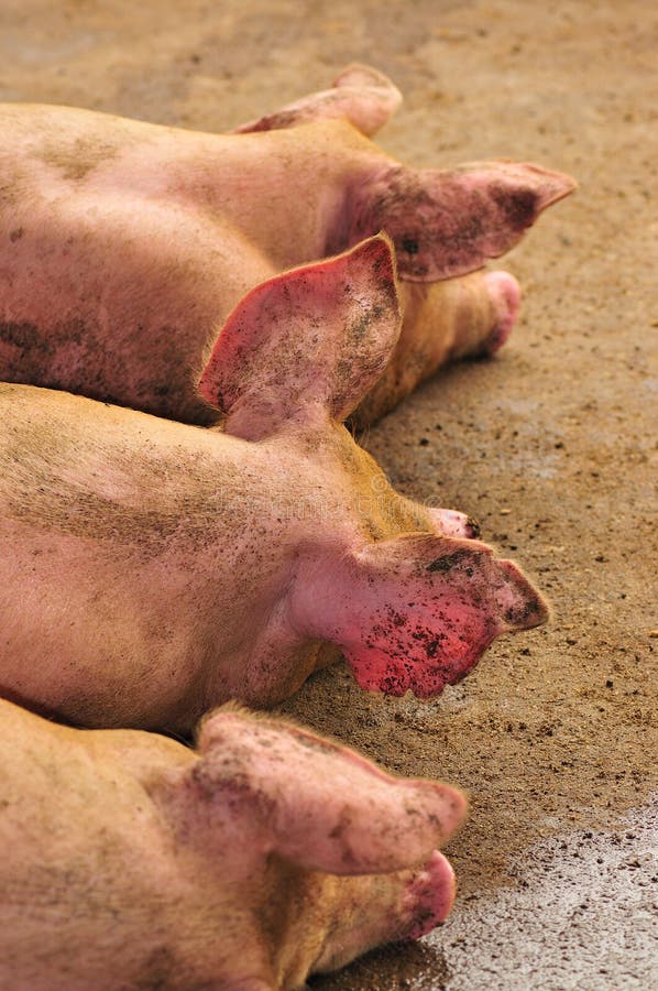 Female pigs sleeping at a pig farm. Female pigs sleeping at a pig farm