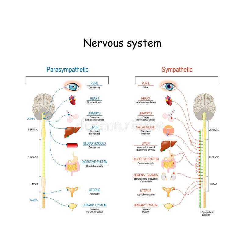 Sympathetic And Parasympathetic Nervous System. Difference