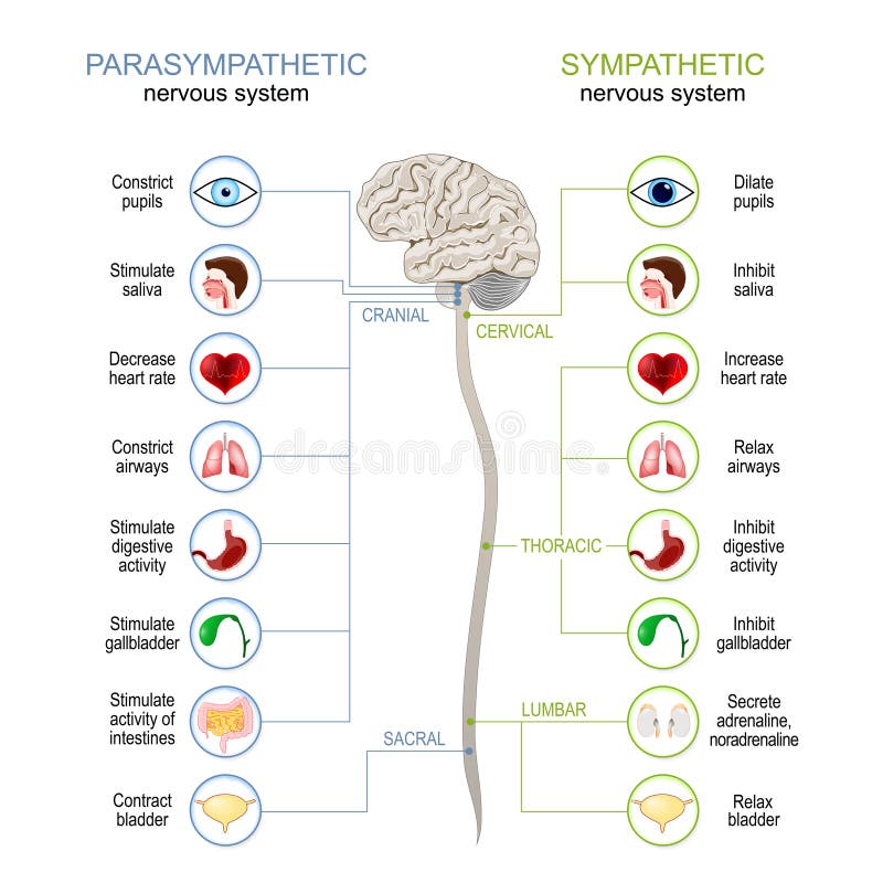 Sympathetic And Parasympathetic Nervous System