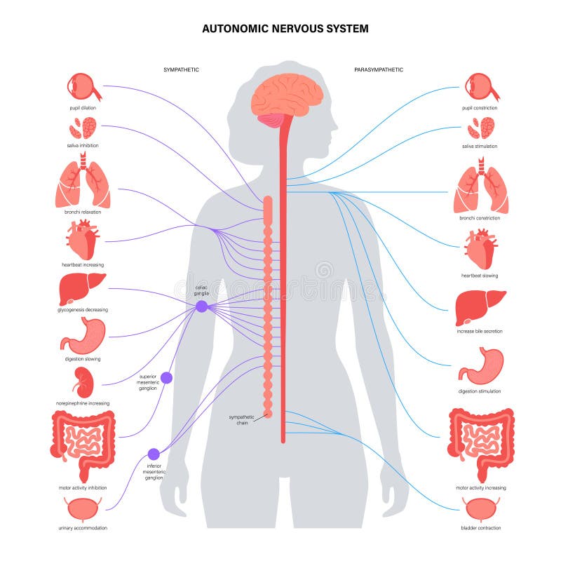 Autonomic Nervous System Stock Illustrations – 369 Autonomic Nervous System  Stock Illustrations, Vectors & Clipart - Dreamstime