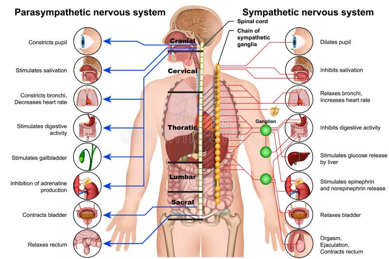 Sympathieke en parasympathetic zenuwstelsel 3d medische illustratie op witte achtergrond Sympathieke en parasympathetic zenuwstelsel 3d medische illustratie op witte achtergrond