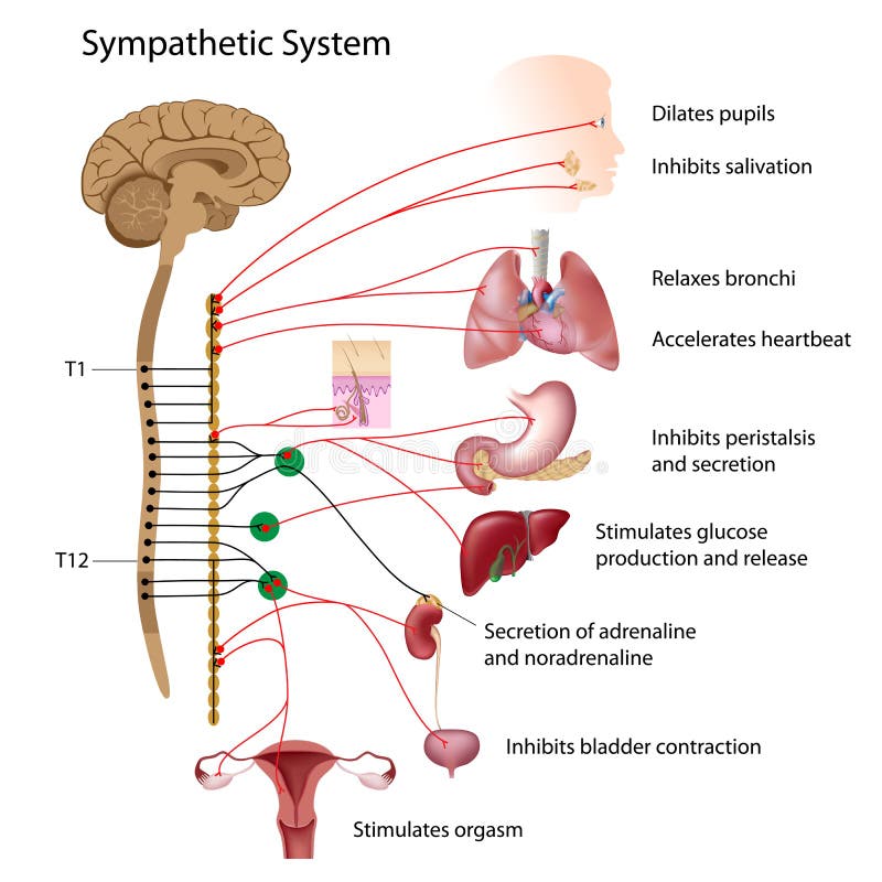Sympatisches System vektor abbildung Sympatisches System vektor abbildung