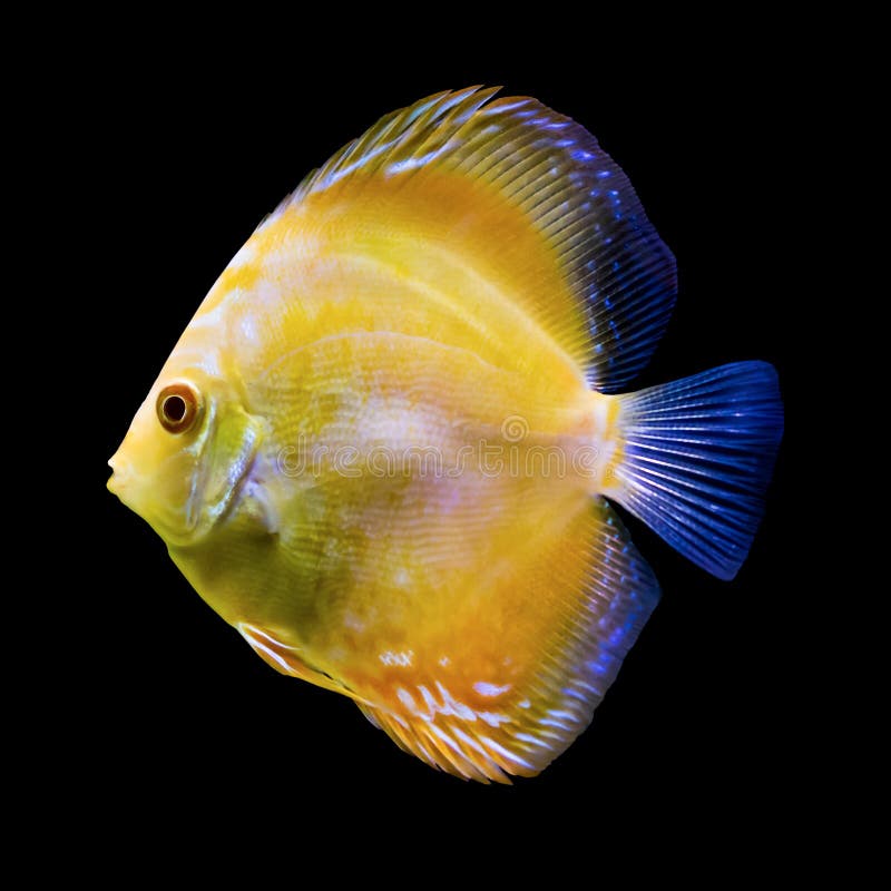 Yellow Tropical Fish from the  River. Stock Photo - Image of  aquarium, black: 137581422