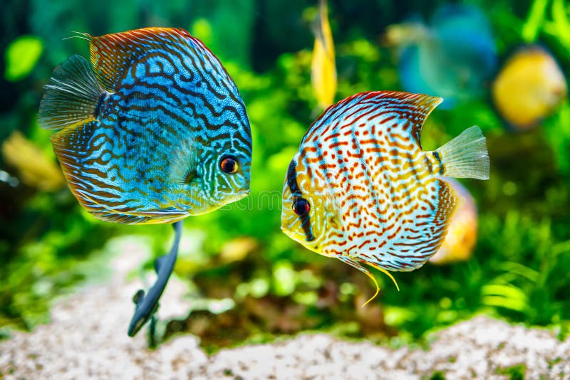 Symphysodon discus stock image