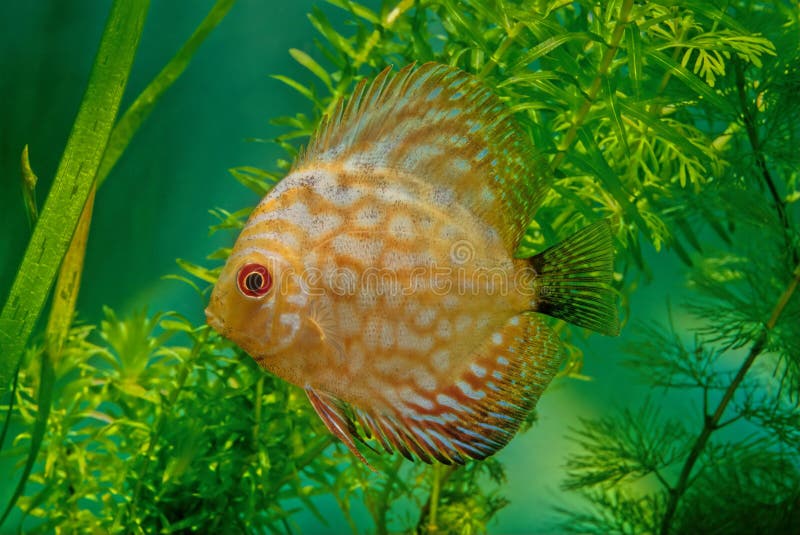 2 958 Discus Red Photos Free Royalty Free Stock Photos From Dreamstime 2 958 Discus Red Photos Free Royalty Free Stock Photos From Dreamstime