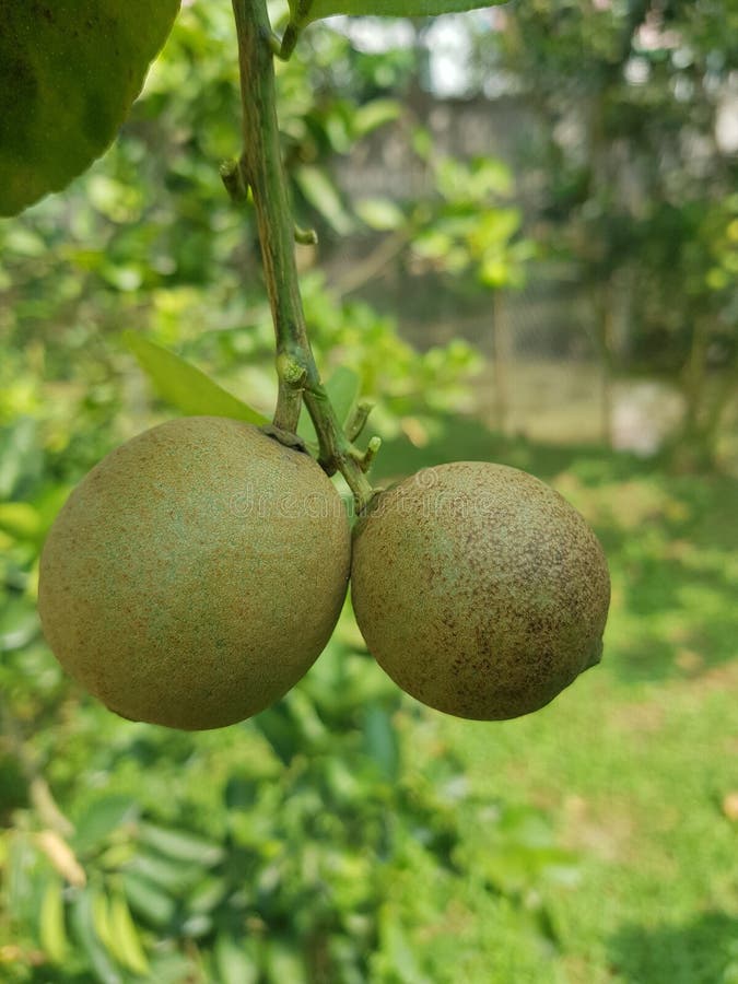 Citrus rust mite on lemon fruit royalty free stock photography
