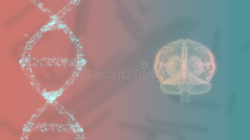 Syn på människans hjärna och dna-spiral roterande på färgbildskärm.