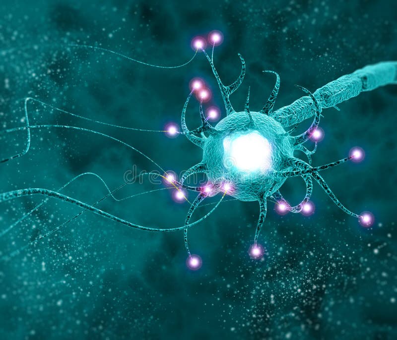 Synapse is a structure that permits a neuron or nerve cell to pass an electrical or chemical signal to another neuron or to the target efferent cell. Nervous system, brain