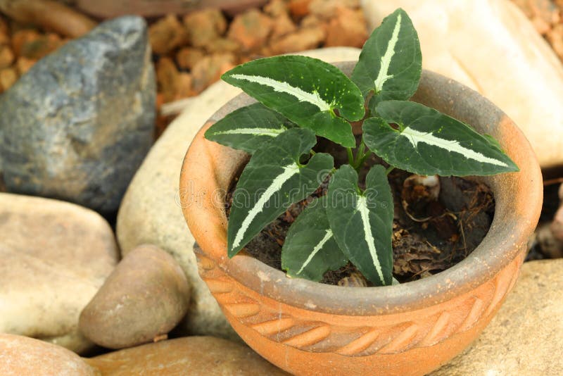 Syngonium grown in pots for garden decoration