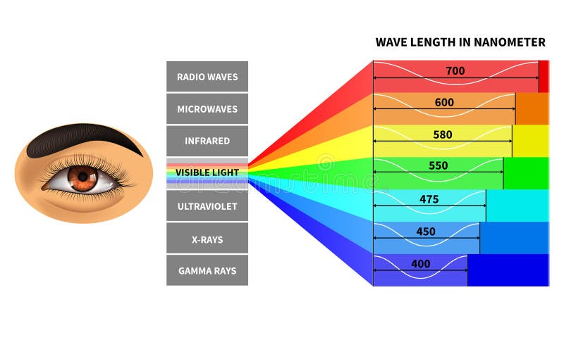 Synligt ljust spektrum Färgvåglängd som märkas av det mänskliga ögat Elektromagnetiska vågor för regnbåge bildande skola