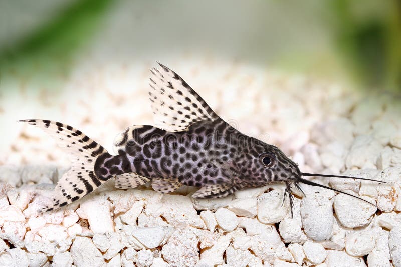 Synodontis Epterus för Featherfin squeakerhavskatt som akvariefisk isoleras på vit fotografering för bildbyråer