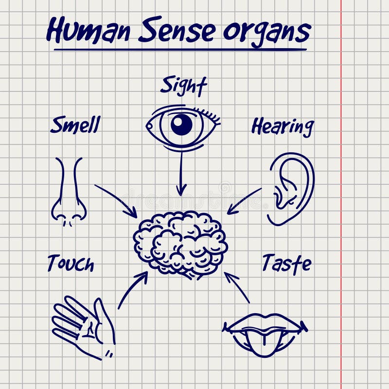 Synopsis of human sense organs sketch