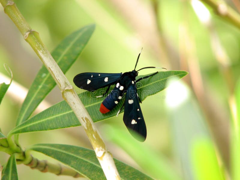 Oleander moth (Syntomeida epilais) on a leaf. Oleander moth (Syntomeida epilais) on a leaf.