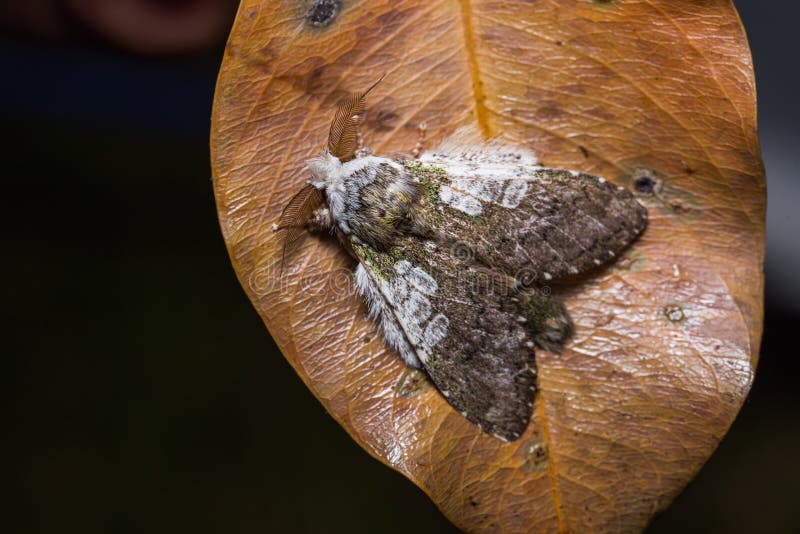 Moth on dried leaf stock image. Image of creature, entomology 62687639