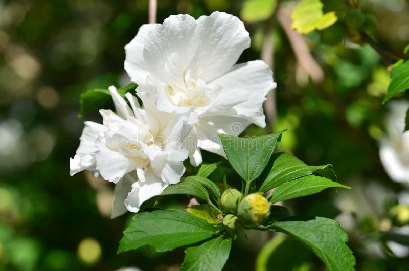 Syriacus blanco doble-florecido floreciente del hibisco