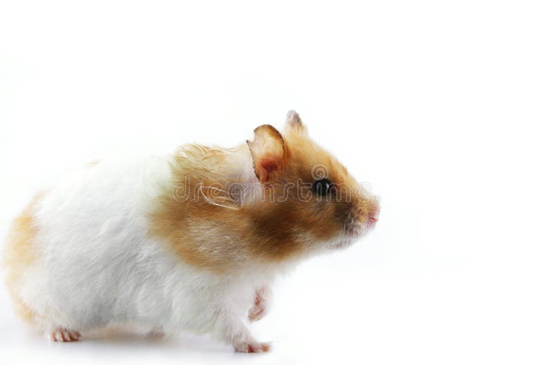 Syrian Hamster royalty free stock image
